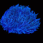 Sarcophyton glaucum