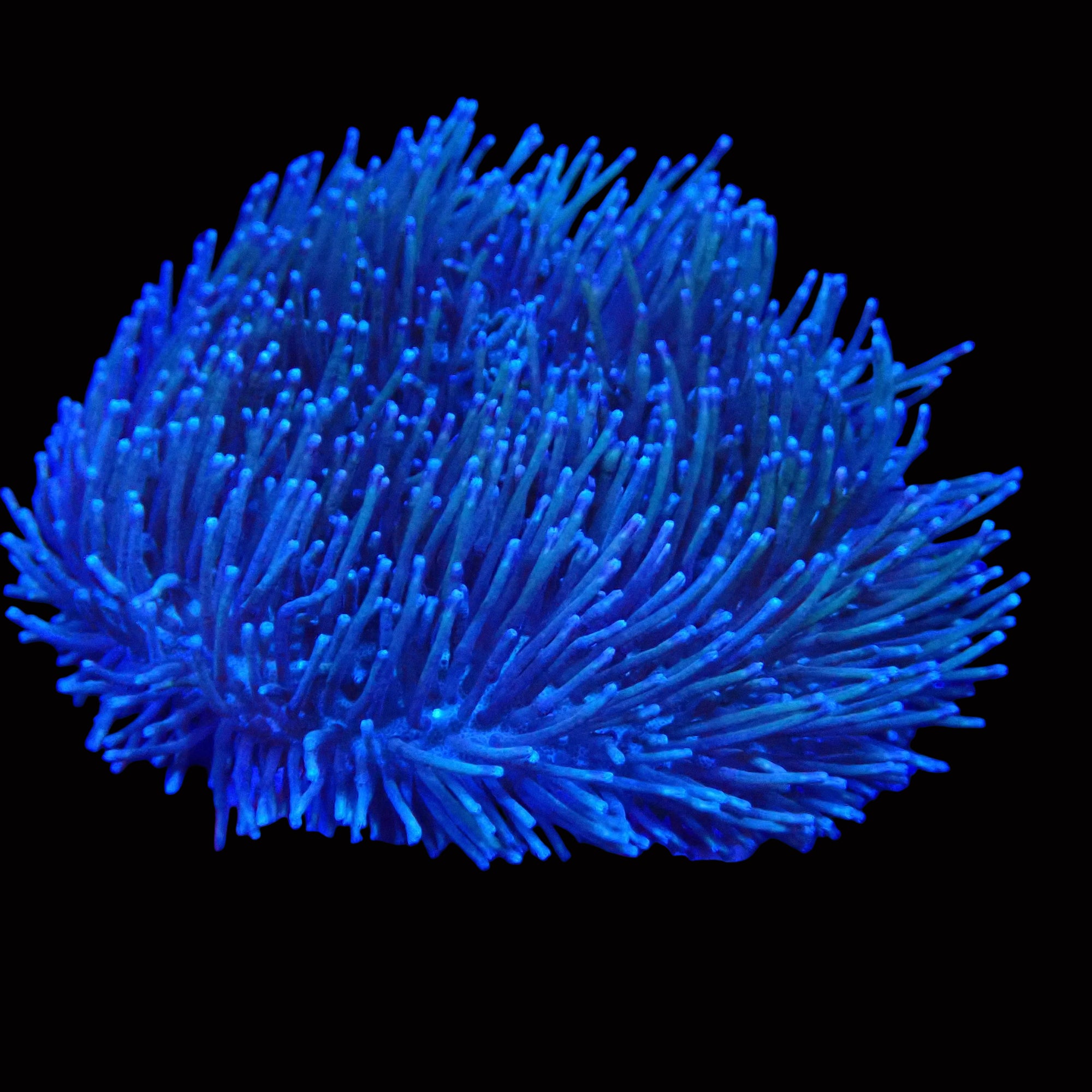 Sarcophyton glaucum