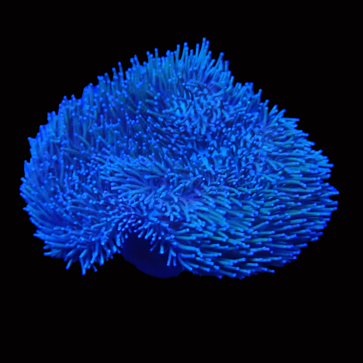 Sarcophyton glaucum