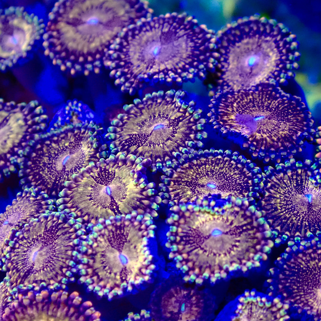 Space Monster Zoanthid