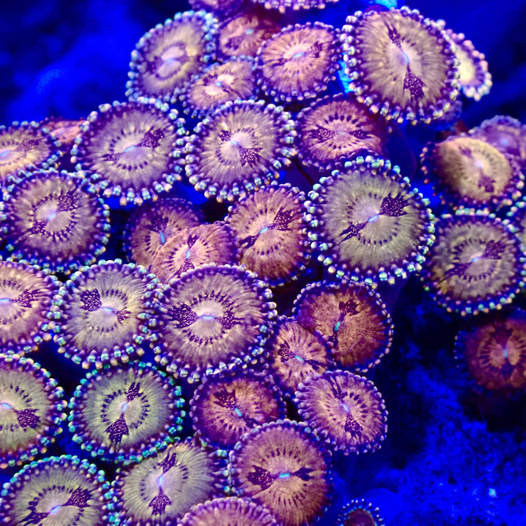 Space Monster Zoanthid