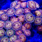 Space Monster Zoanthid