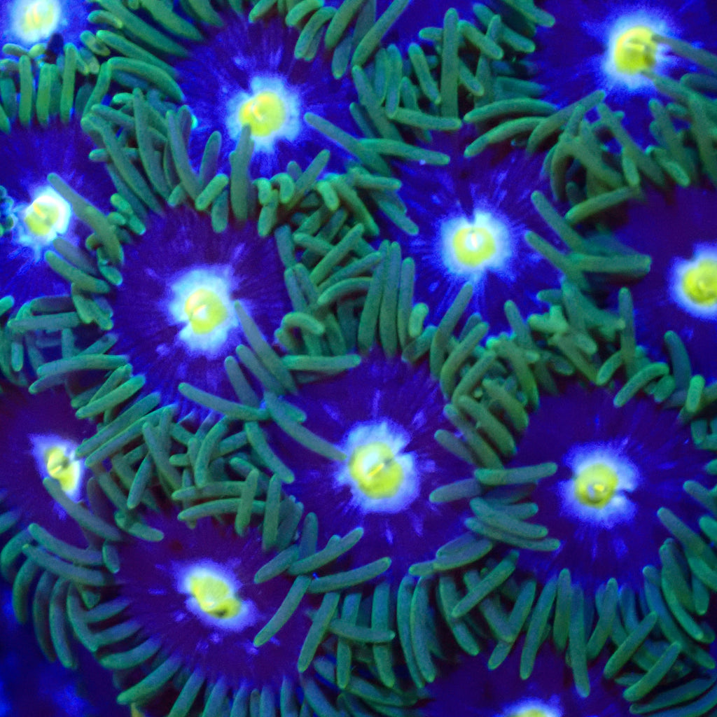 Blueberry Zoanthid