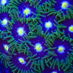 Blueberry Zoanthid