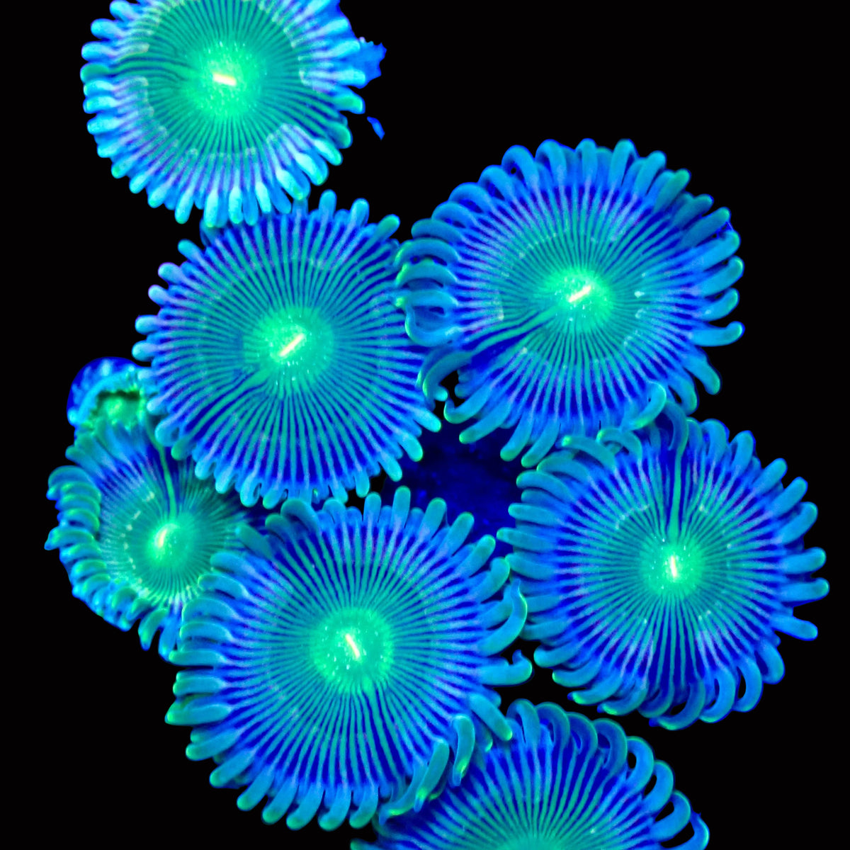 Grouchy Green Zoanthids