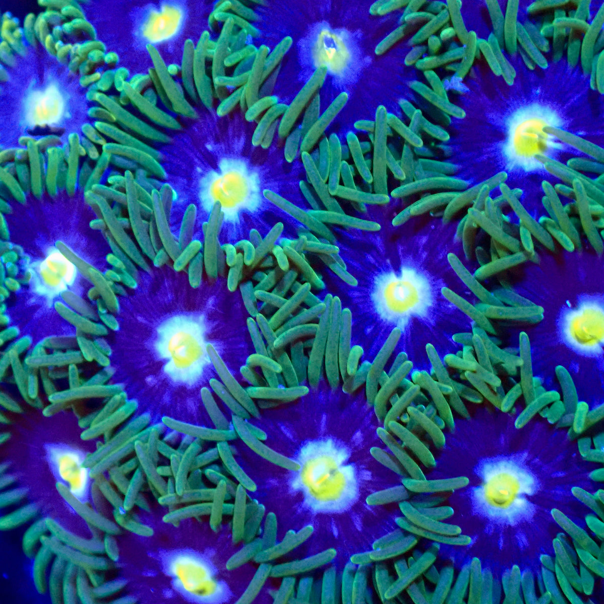Blueberry Zoanthid