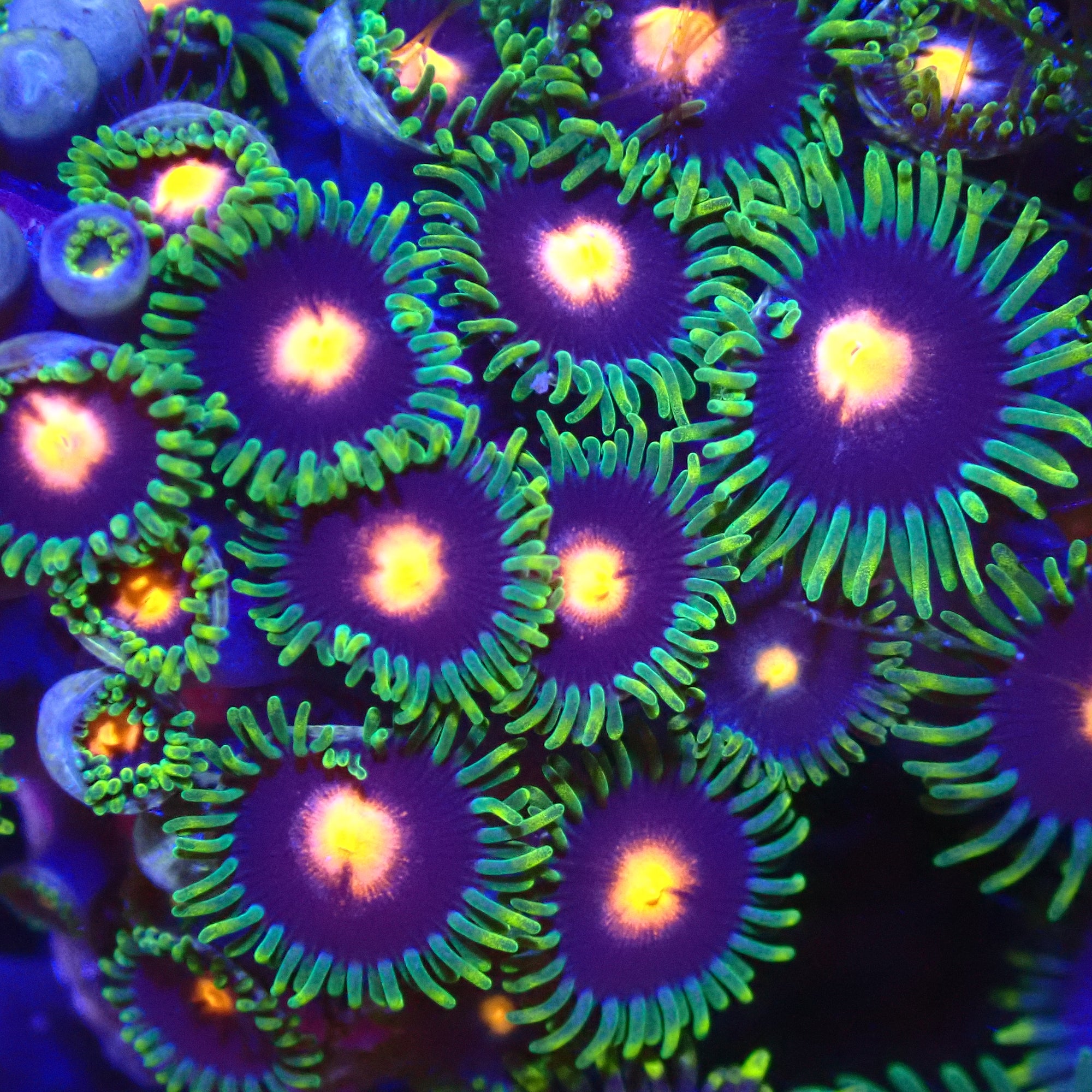 Blow Pop Zoanthid
