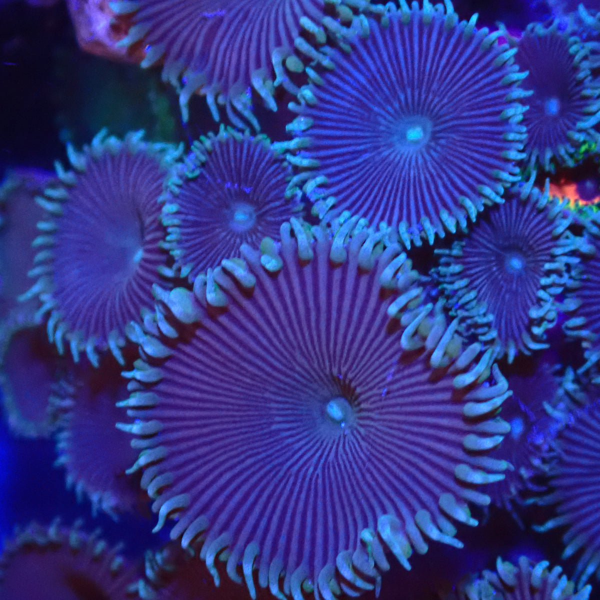 Purple Death Palythoa