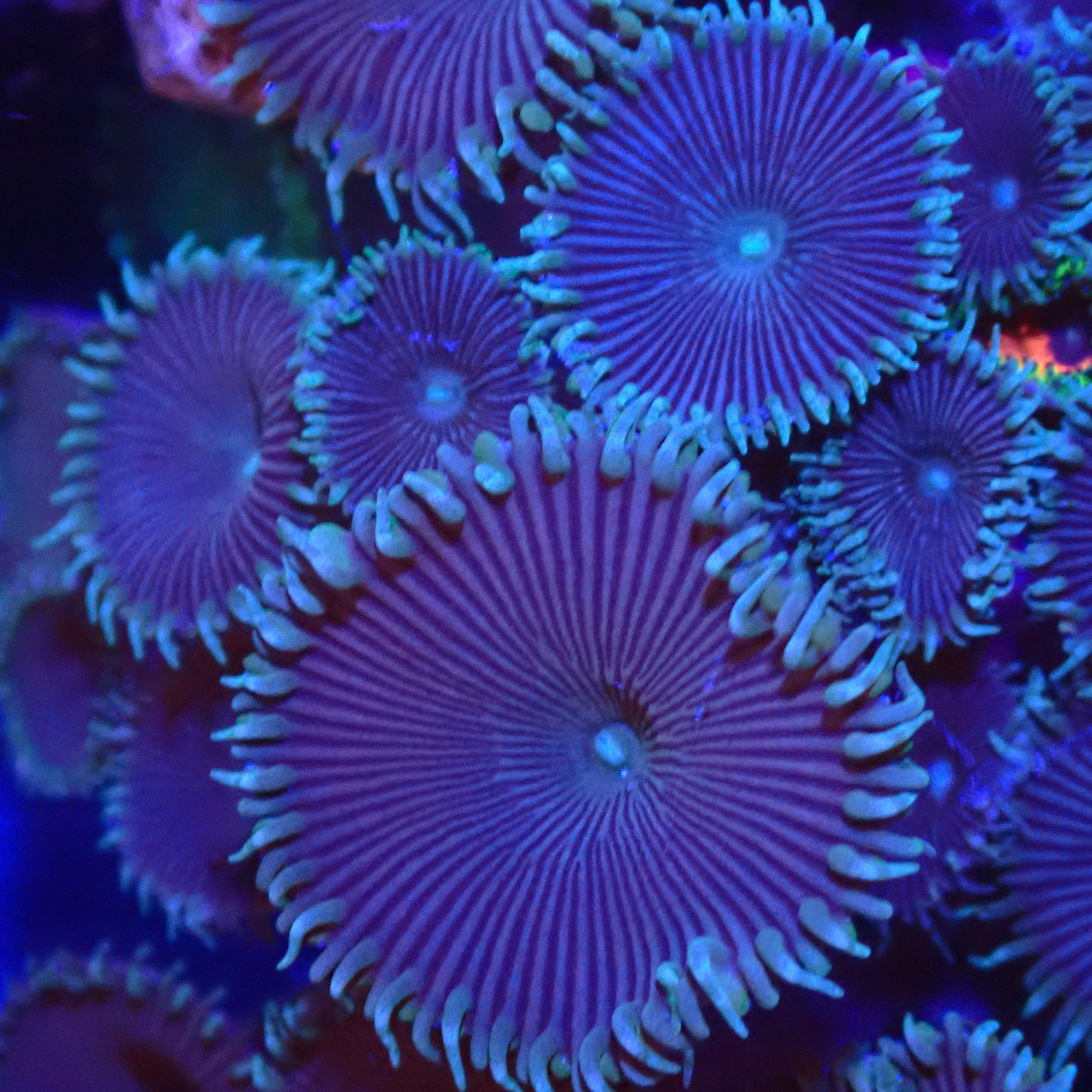 Purple Death Palythoa