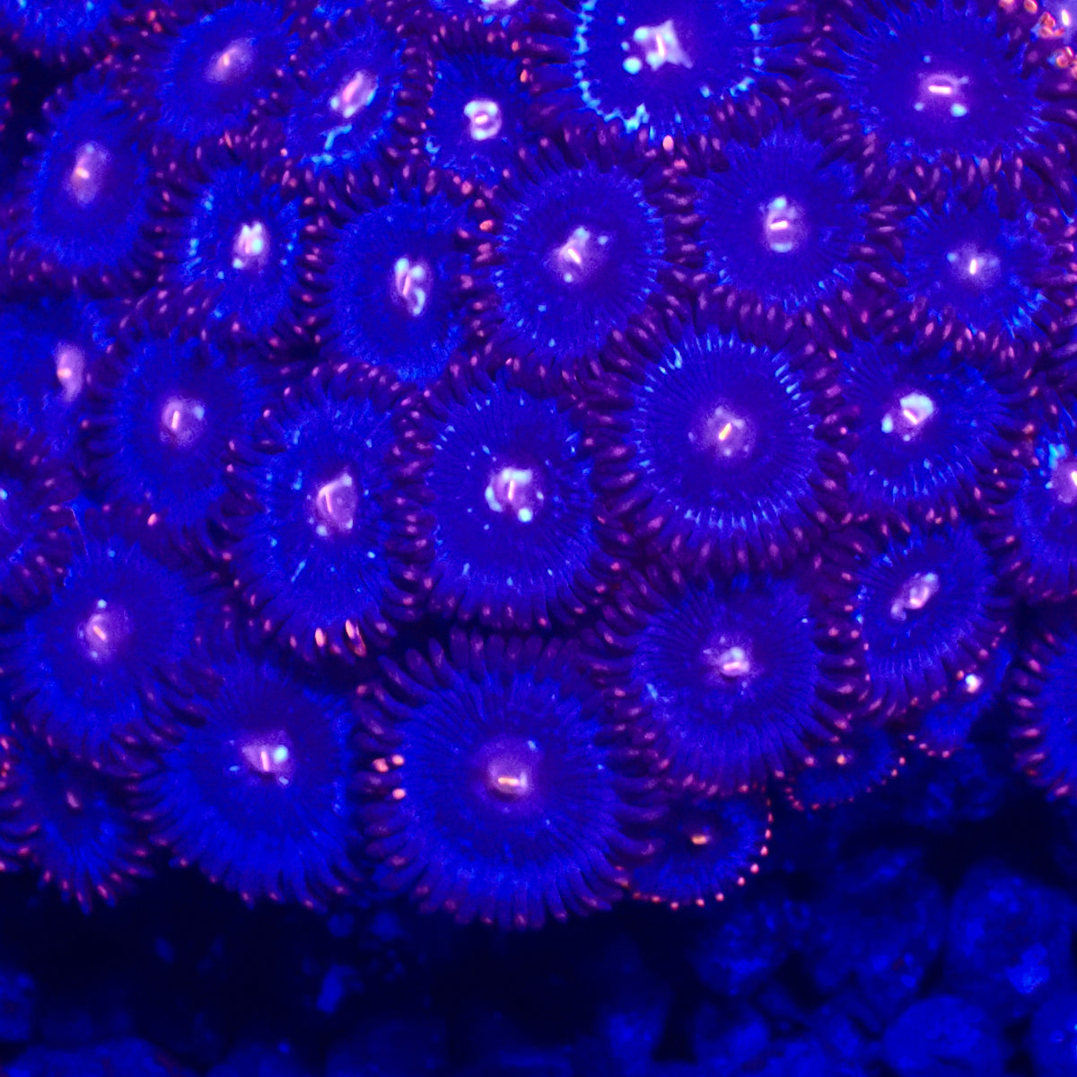 Tubbs Blue Zoanthids