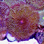 Recordia Florida Mushroom
