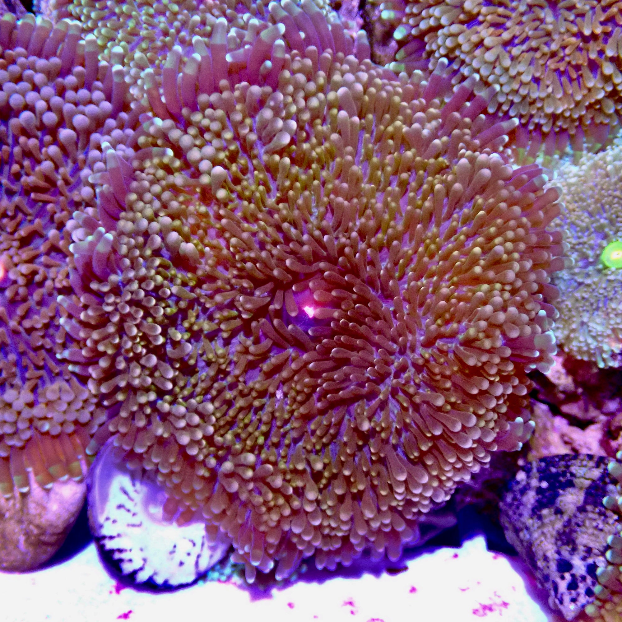 Recordia Florida Mushroom