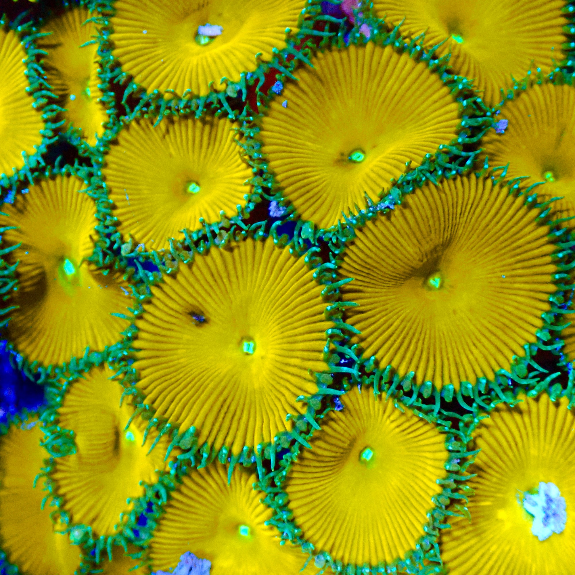 Nuclear Palythoa