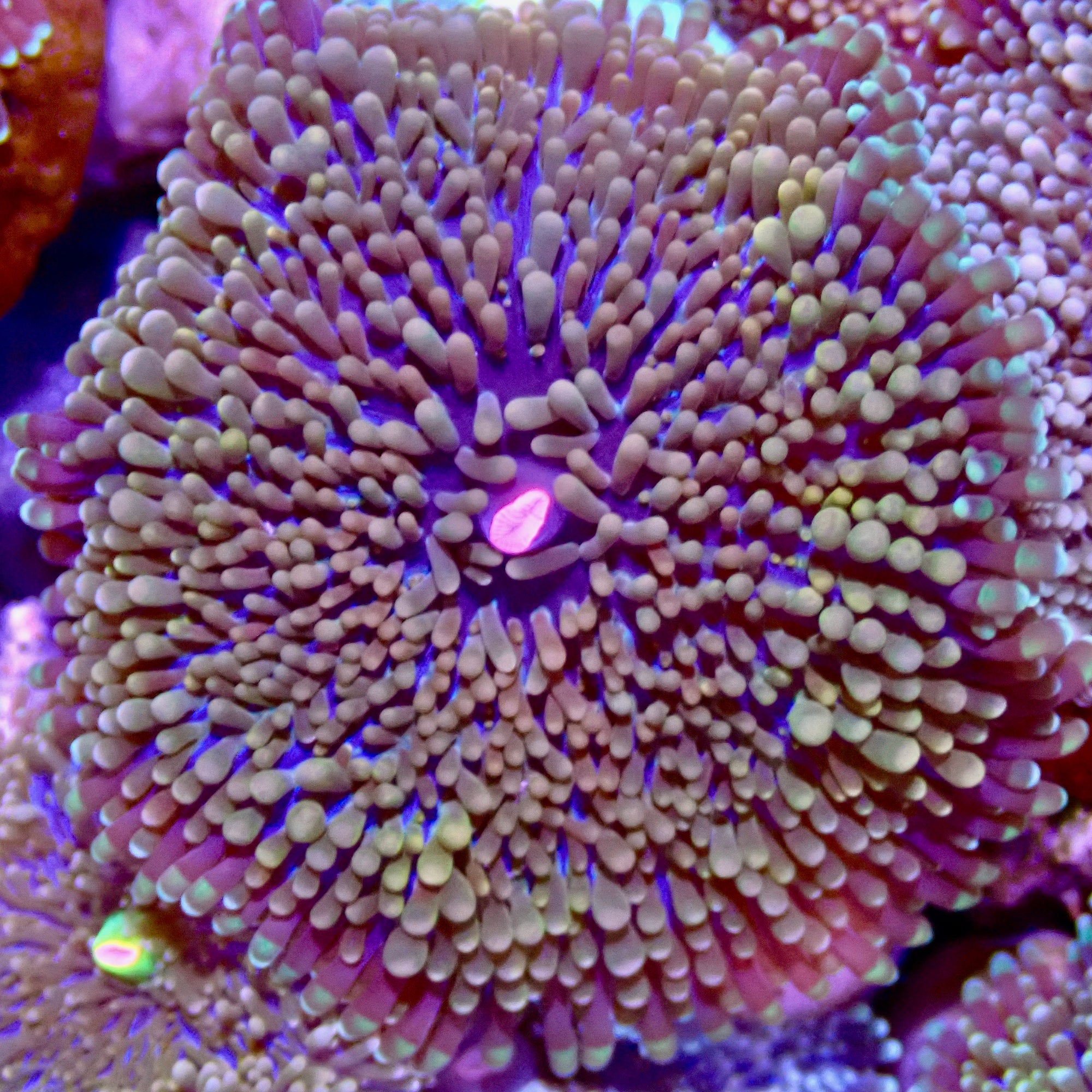 Recordia Florida Mushroom