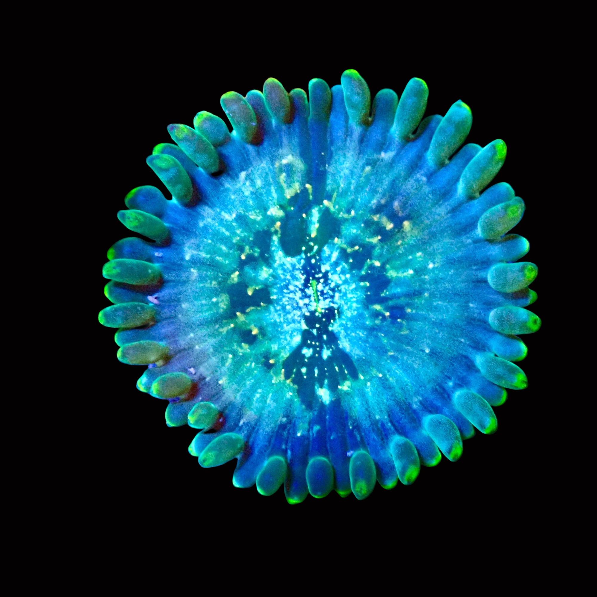 Hawaiian Ding Dang Zoanthid