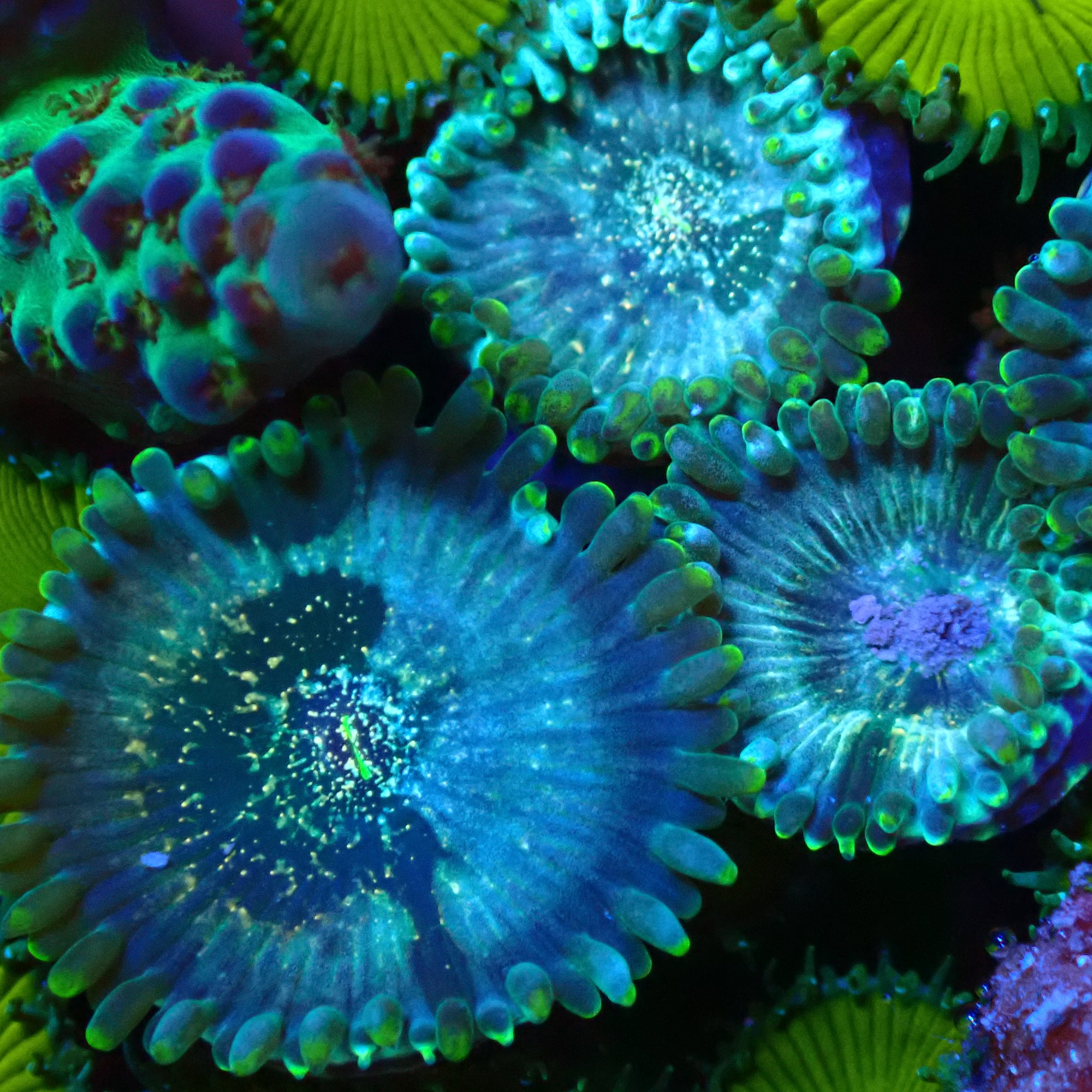 Hawaiian Ding Dang Zoanthid