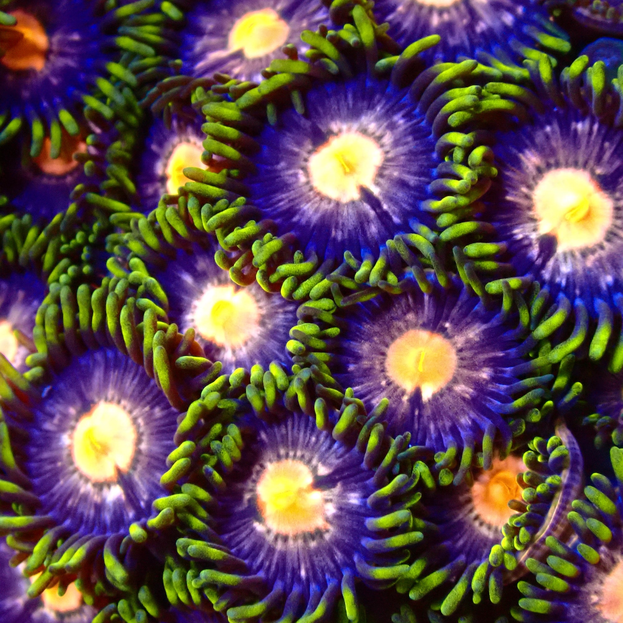 Anaconda Zoanthids