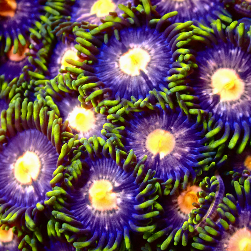 Anaconda Zoanthids