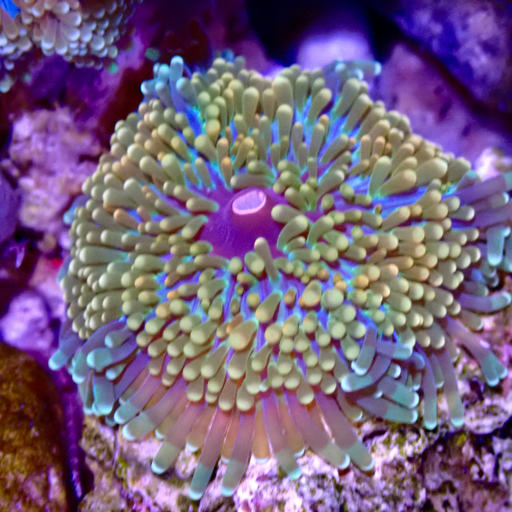 Recordia Florida Mushroom