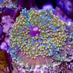 Recordia Florida Mushroom