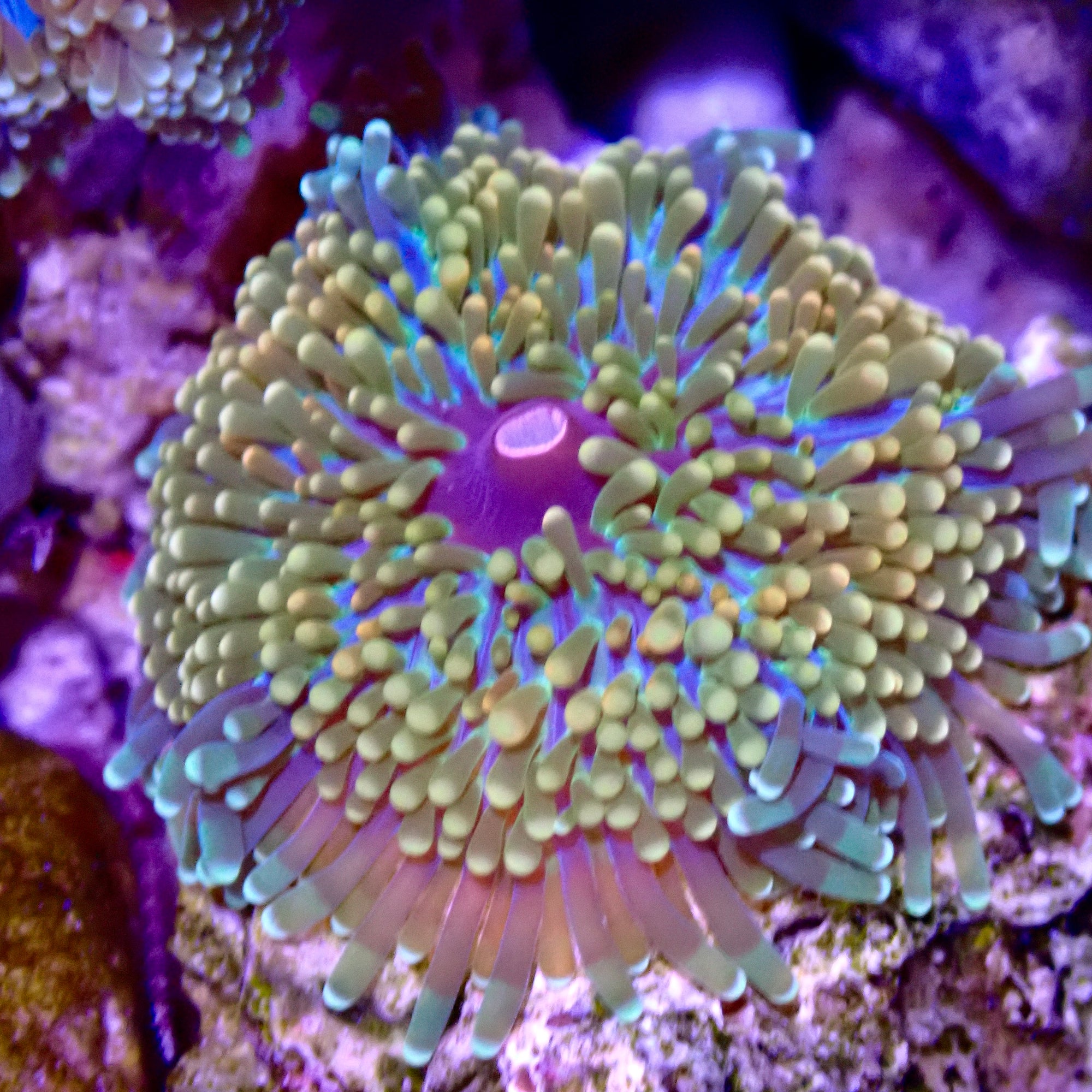 Recordia Florida Mushroom