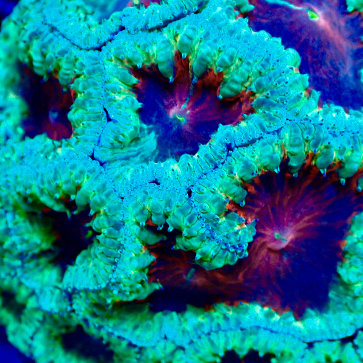 Blastomussa Wellsi Colony