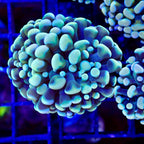 Rainbow Teal Cristata Hammer