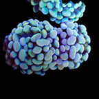 Rainbow Cristata Hammer