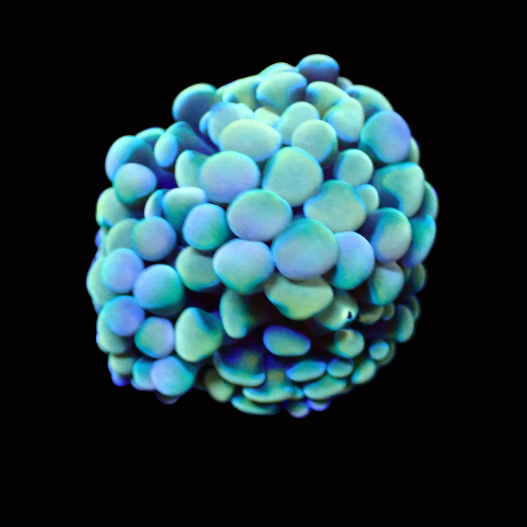 Rainbow Teal Cristata Hammer