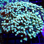 Rainbow Teal Cristata Hammer
