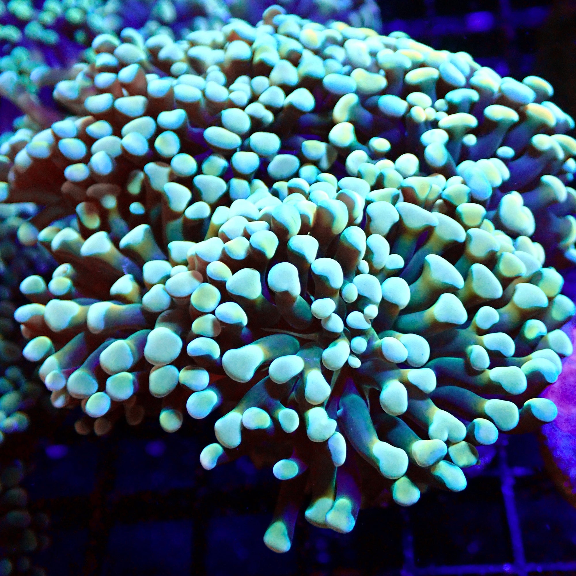 Rainbow Teal Cristata Hammer