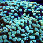 Rainbow Teal Cristata Hammer