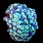 Rainbow Teal Cristata Hammer