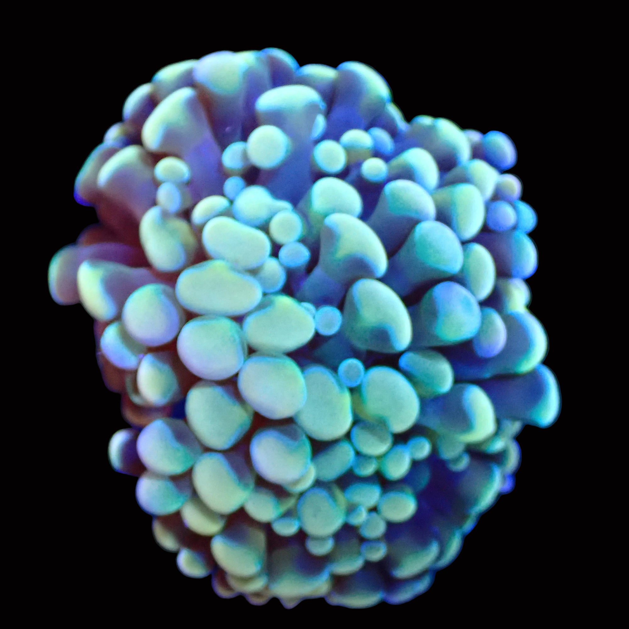 Rainbow Teal Cristata Hammer