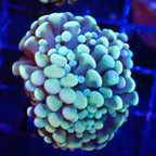Rainbow Teal Cristata Hammer