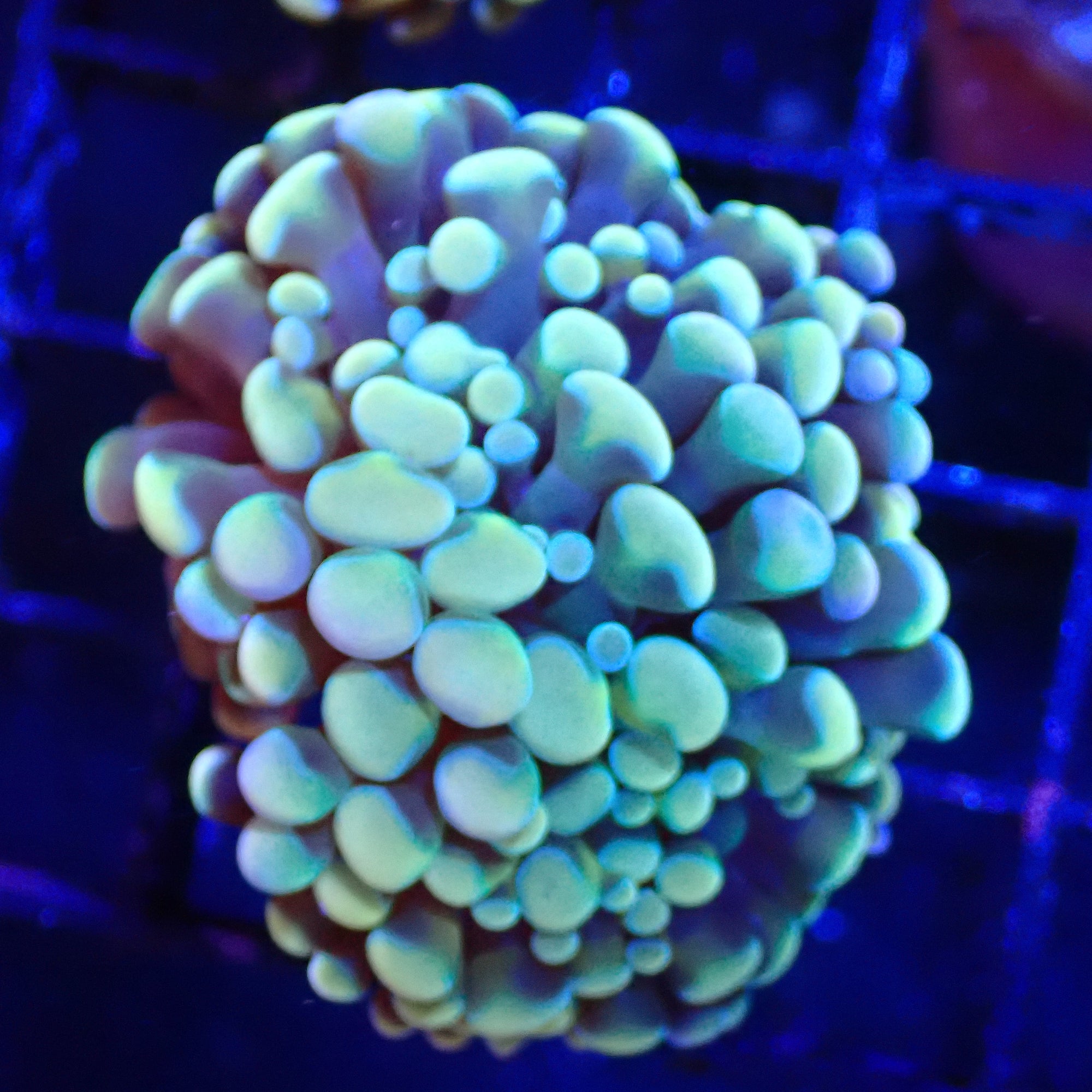 Rainbow Teal Cristata Hammer