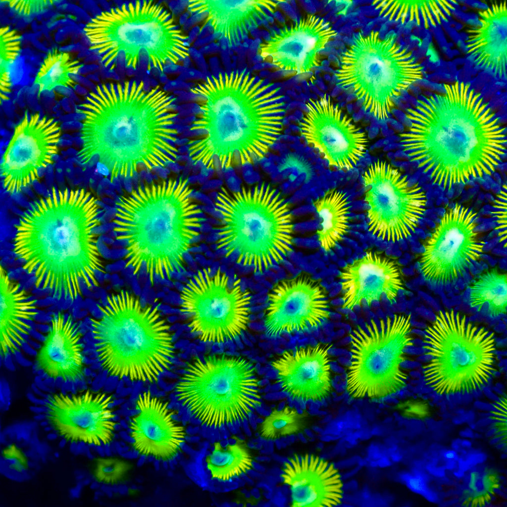 Alien Egg Zoanthids