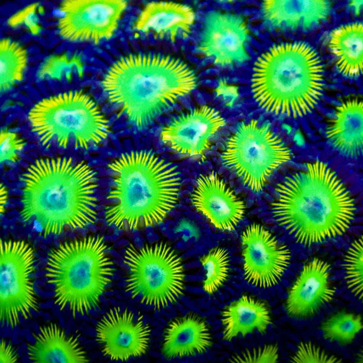 Alien Egg Zoanthids