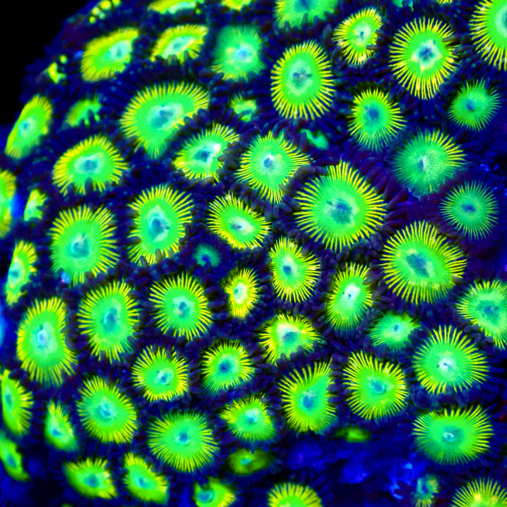 Alien Egg Zoanthids