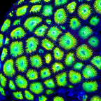 Alien Egg Zoanthids