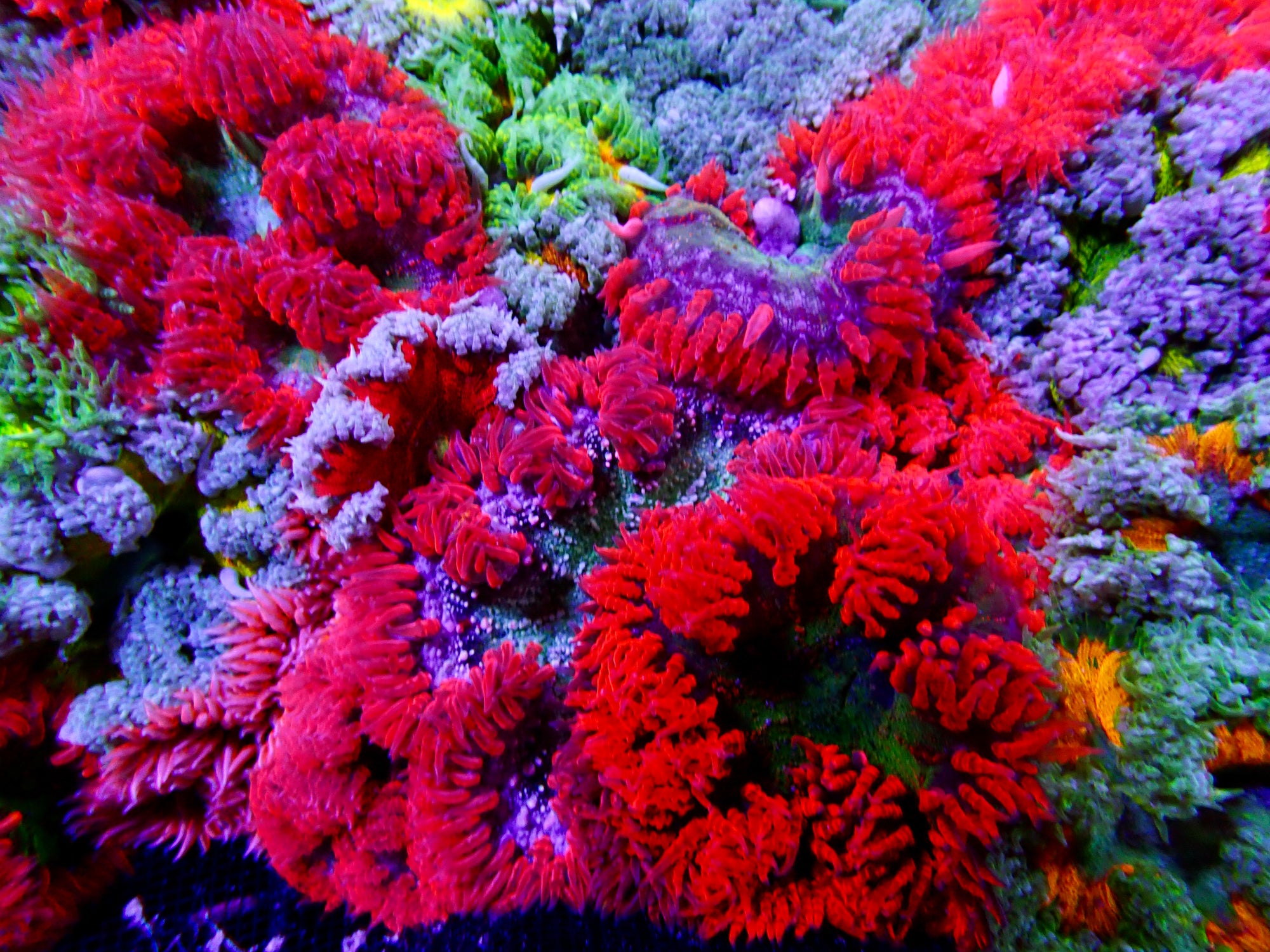 Ultra Rock Flower Anemone - Phymanthus crucifer | Anémone Colorée et Facile à Maintenir en Aquarium Récifal Pack of 3