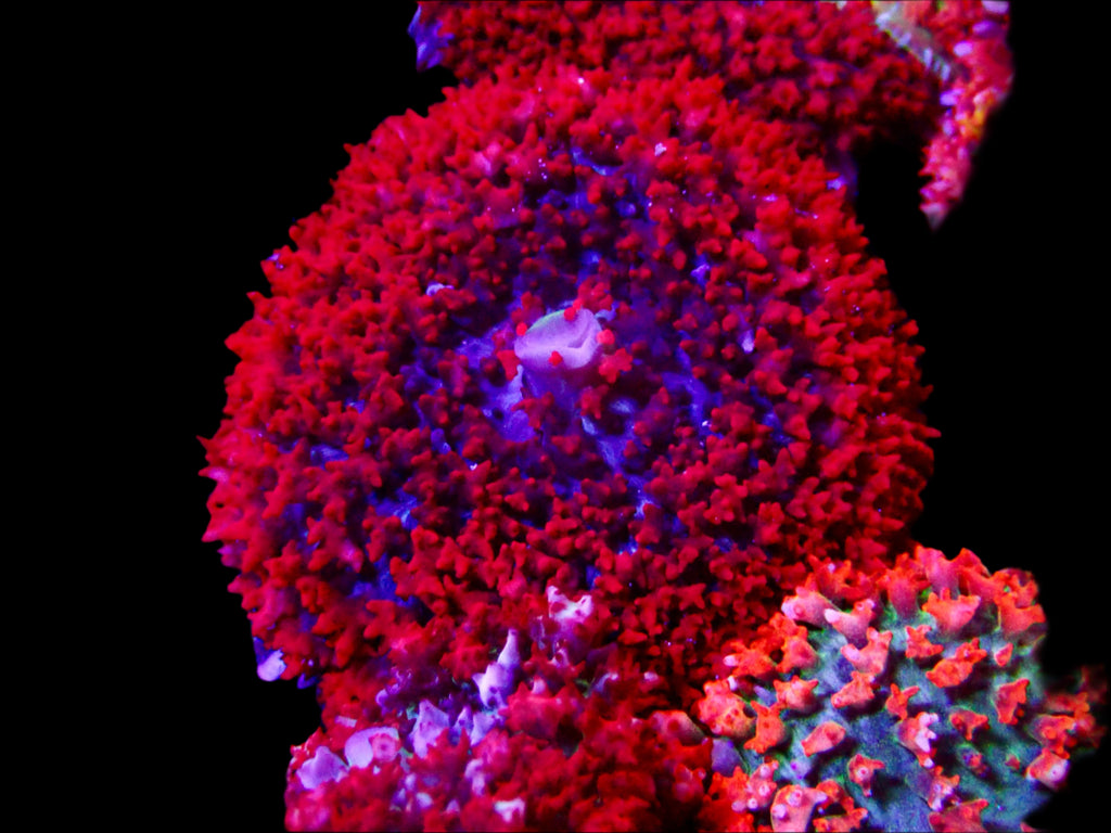 Saint Thomas Mushroom Red