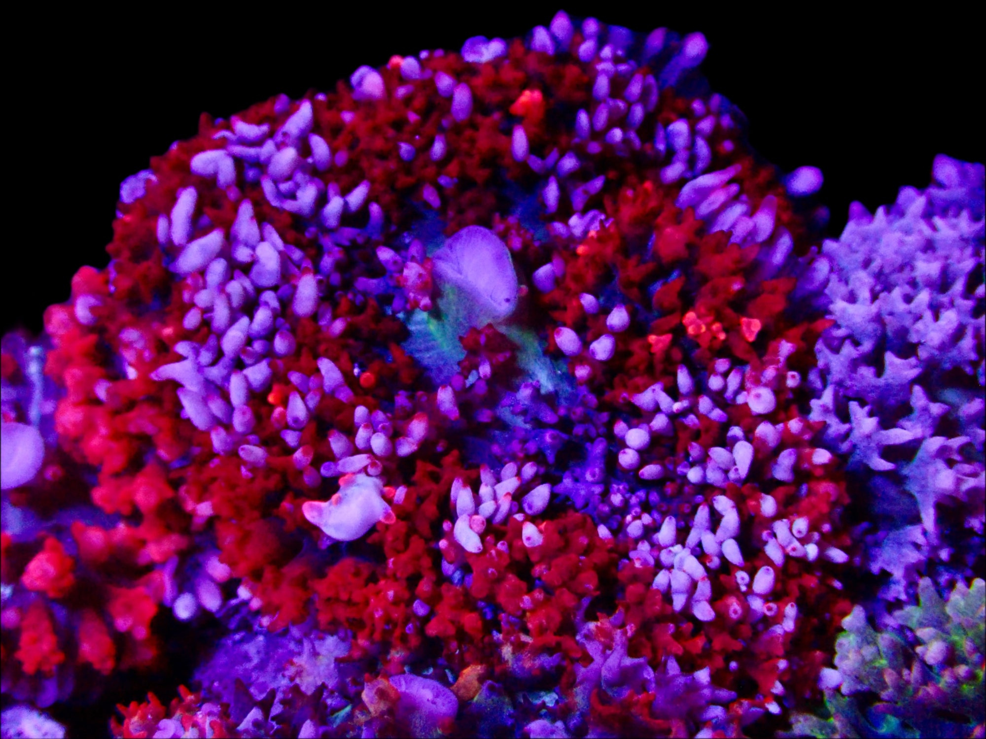 Saint Thomas Mushroom Bicolor