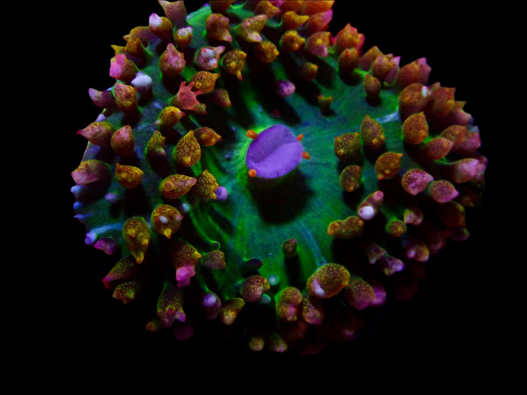 Saint Thomas Mushroom