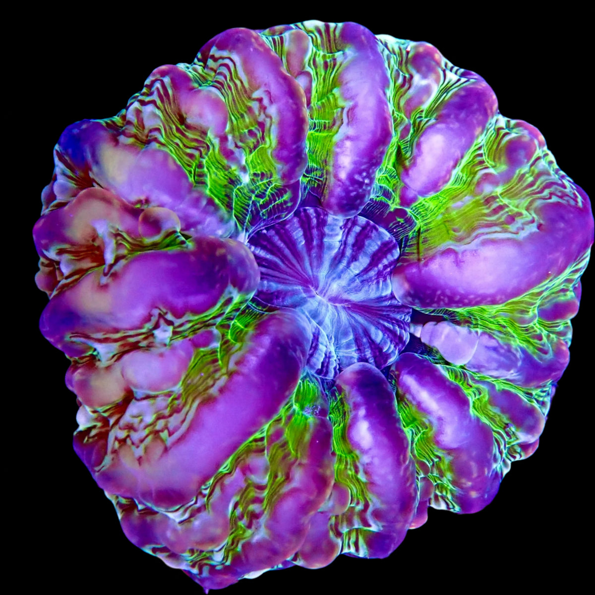 Cynarina