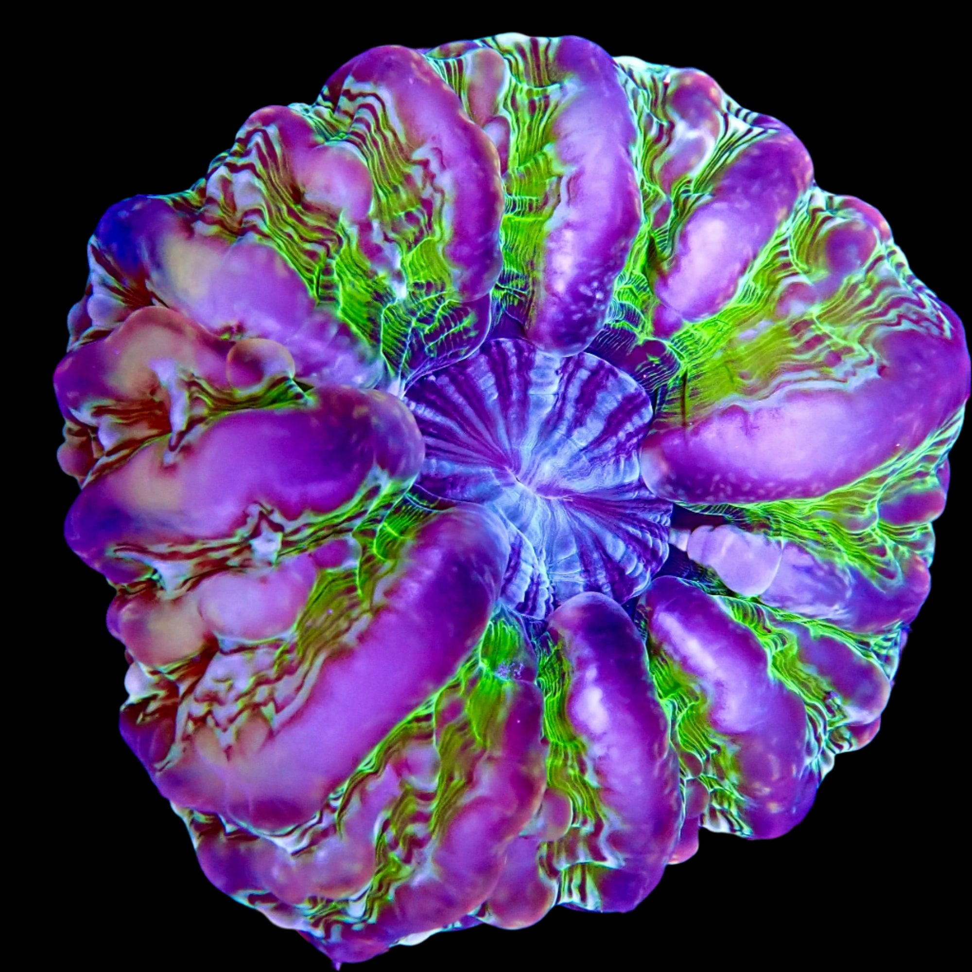 Cynarina