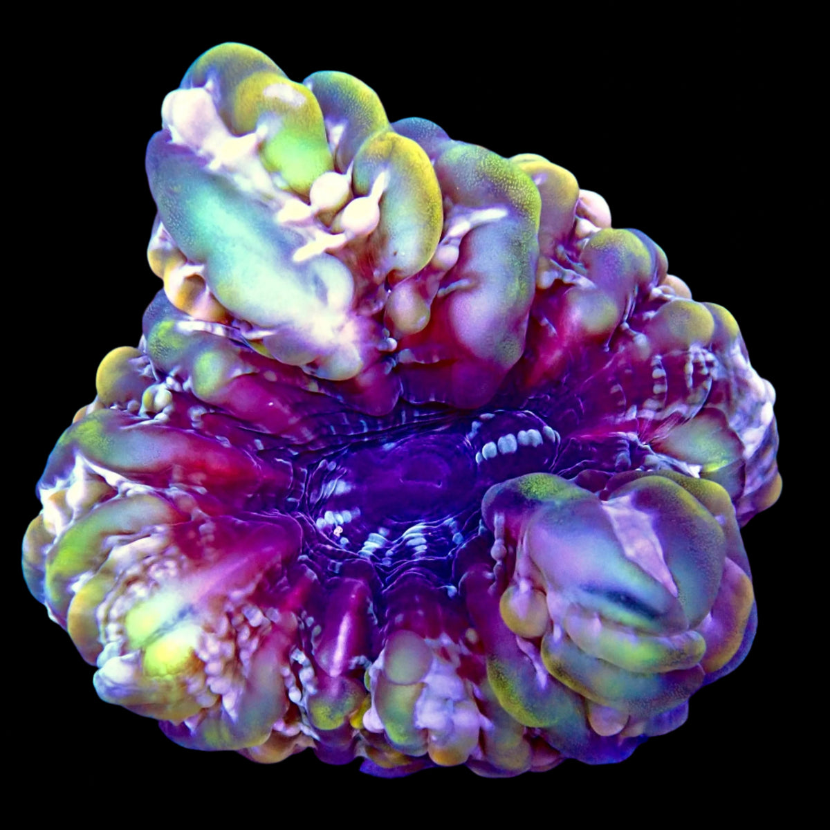 Cynarina