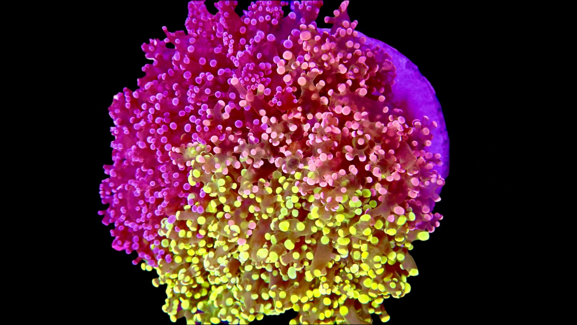 Hybrid Mix Octo Spawn Jardin