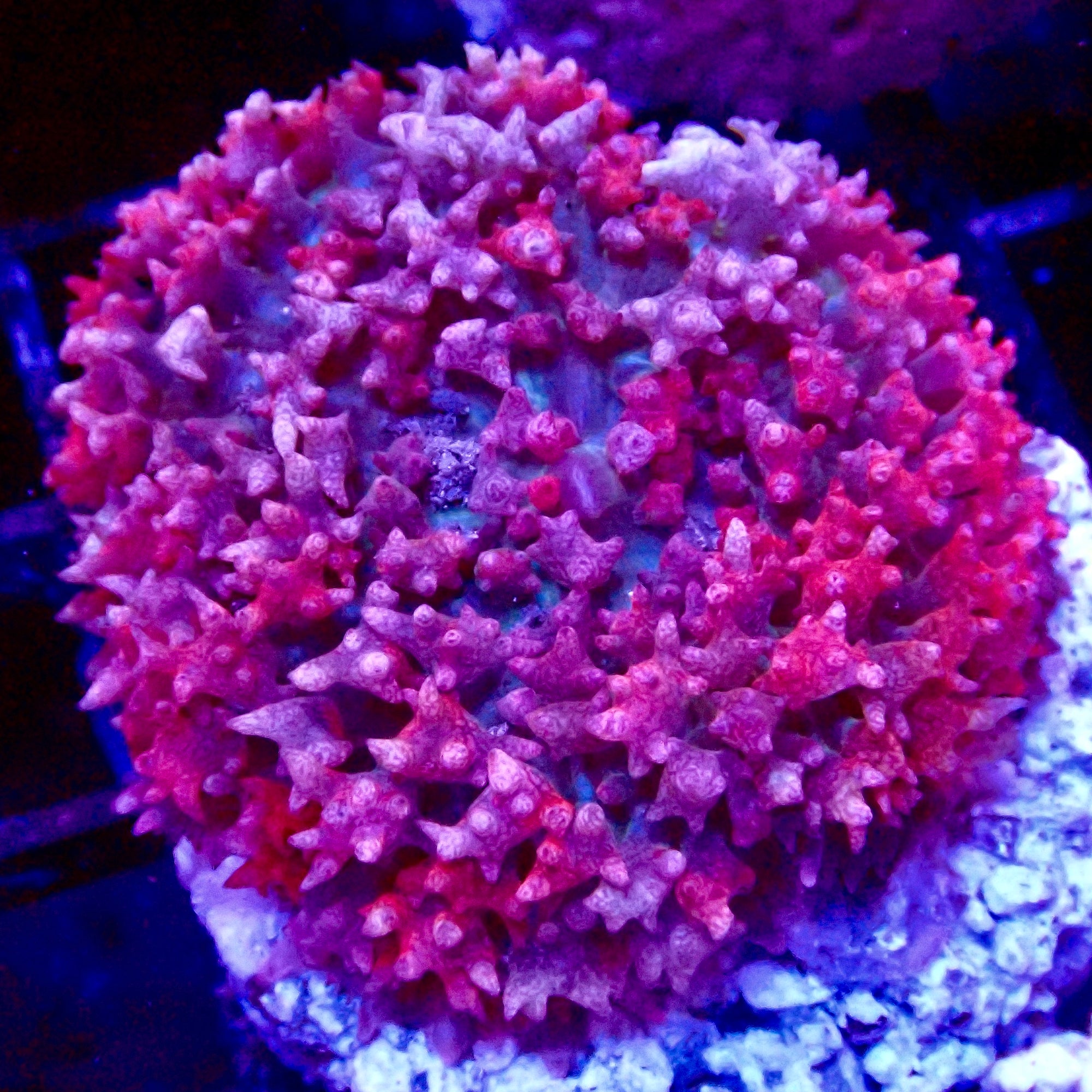 Saint Thomas Mushroom
