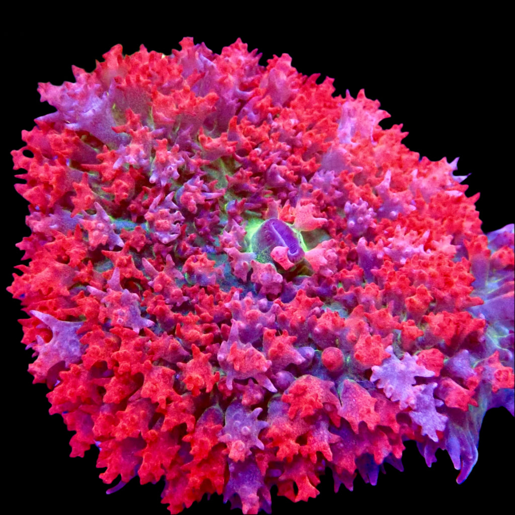 Saint Thomas Mushroom